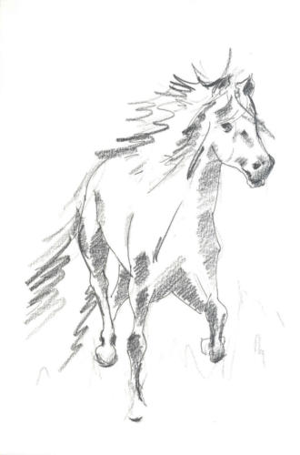 disCavallo 1